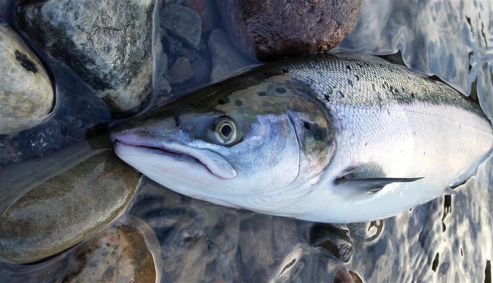 Laksefiske Finnmarkseiendommen