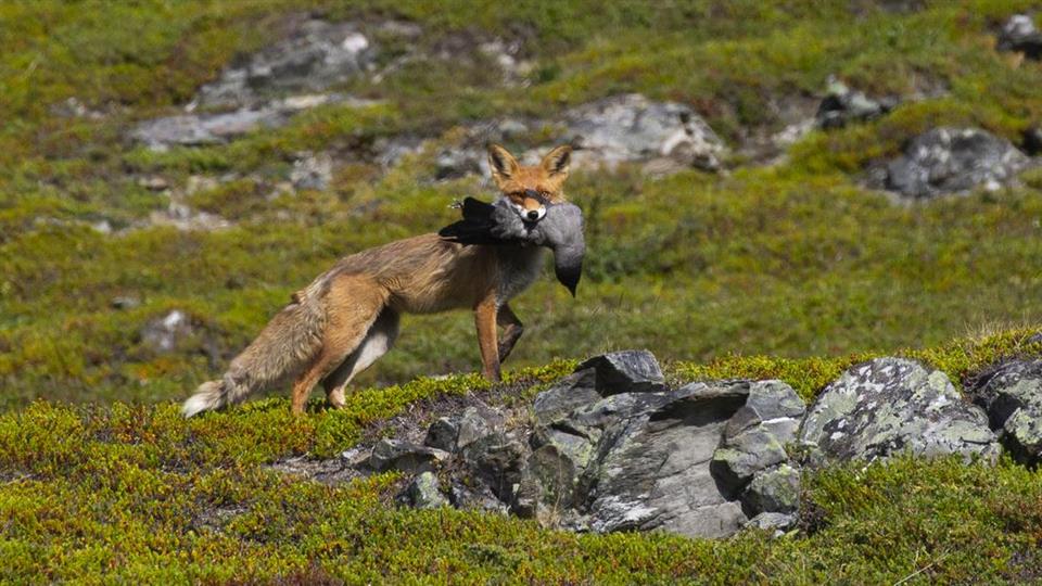 Lenke til artikkel: Ikke mat reven!