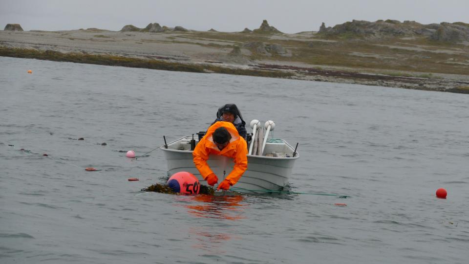 Lenke til artikkel: Nye fisketider for laksefiske i sjø