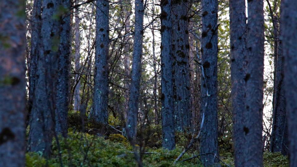 Lenke til artikkel: FeFo har justert verneforslaget for Pasvik etter høringen