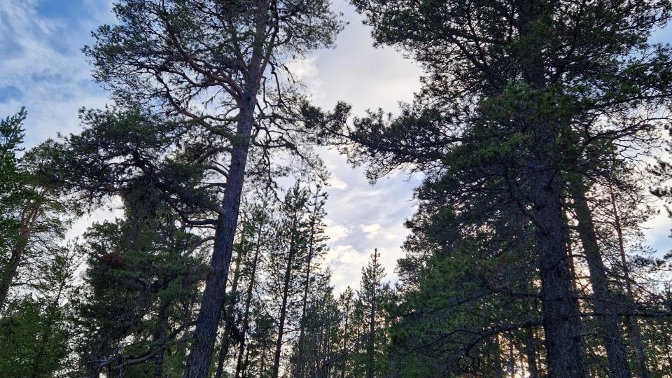 Lenke til artikkel: Frivillig vern av skog i Pasvik – oppstart av verneprosess