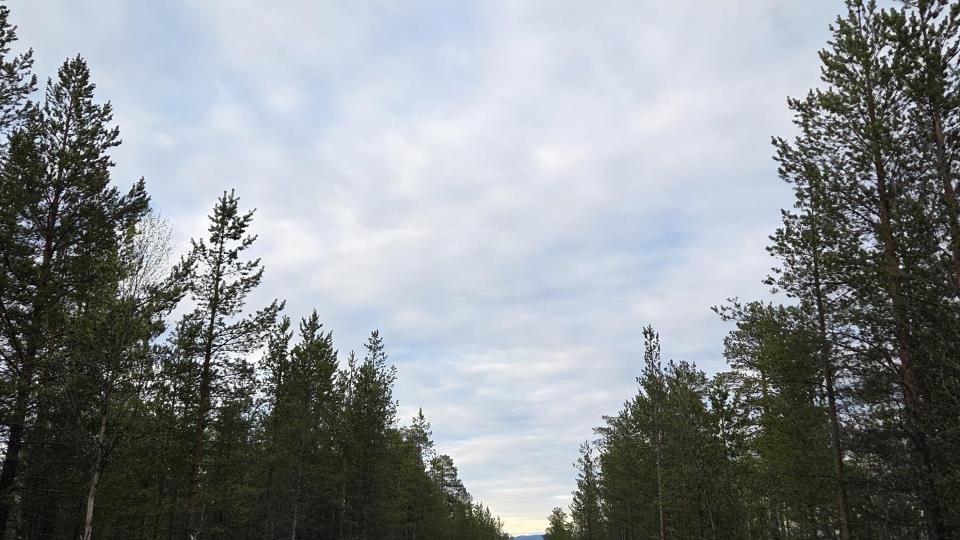 Lenke til artikkel: Våre skogsbilveier