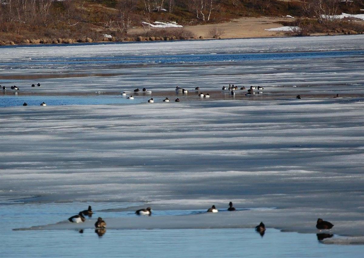 Jakttid andejakt Finnmarkseiendommen
