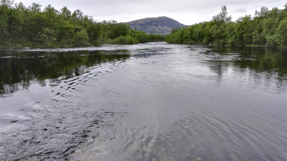 Endringer for fiske i Lakselva i Porsanger Finnmarkseiendommen eies